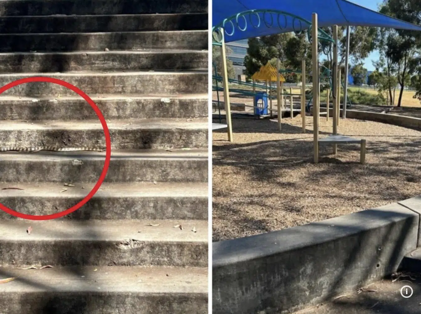 Venomous tiger snake spotted metres from playground in Melbourne